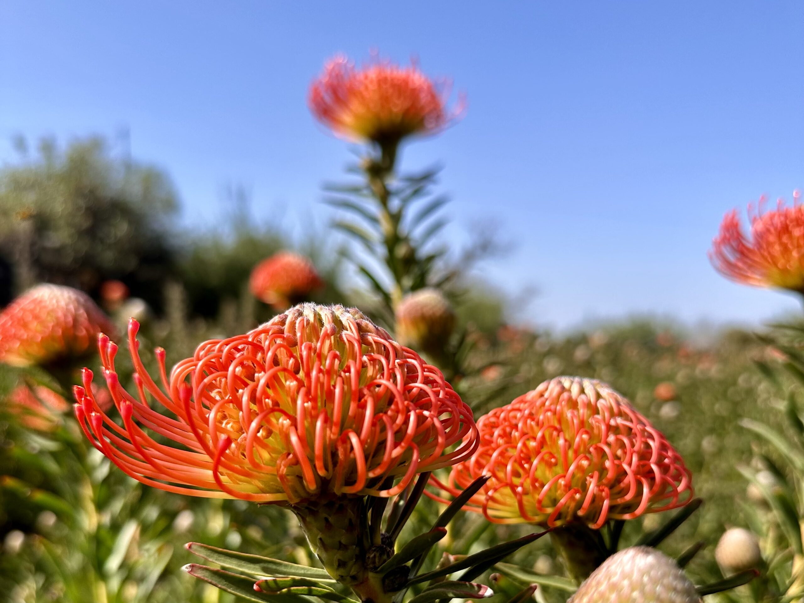 Ecofinca Tacande. proteas en La Palma