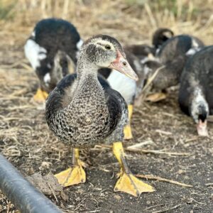 Visita ecofinca tacande, patos