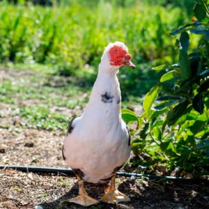 Animales Ecofinca Tacande